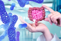 hands holding intestinal model next to graphic image of bacteria rods