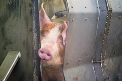Image Industrial production of pork meat in a meat factory.