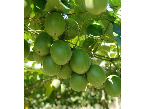 Monk fruit opportunities open up in UK and EU after regulatory U-turn
