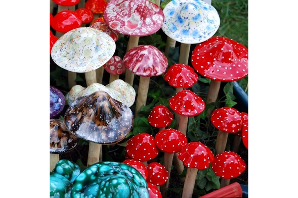Image Different types of mushrooms growing.