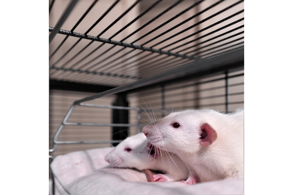 Image Mouse in a cage