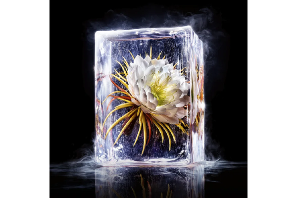 A white flower is froze in a large ice block.