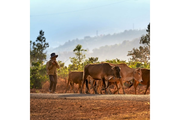 Image cattle on dusty farm