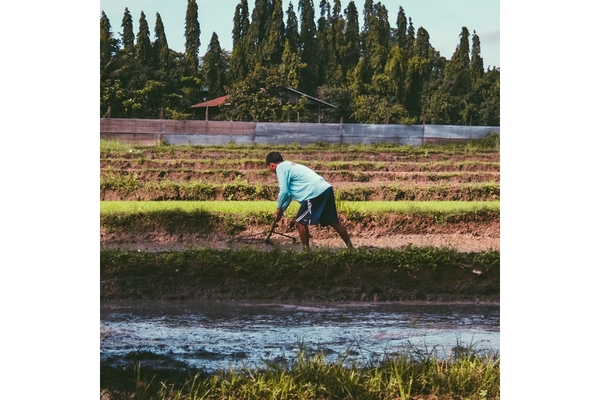 Image Man at his local farm producing food
