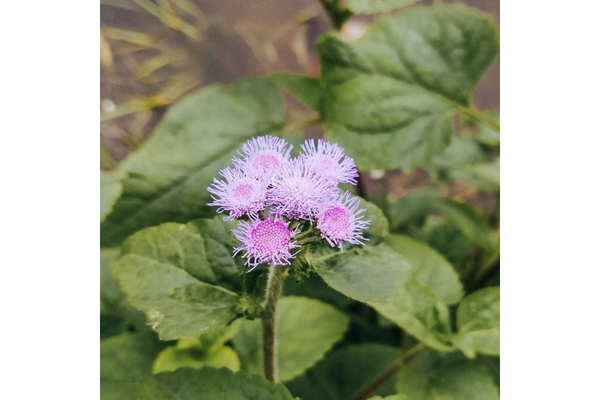 billygoat weed flower