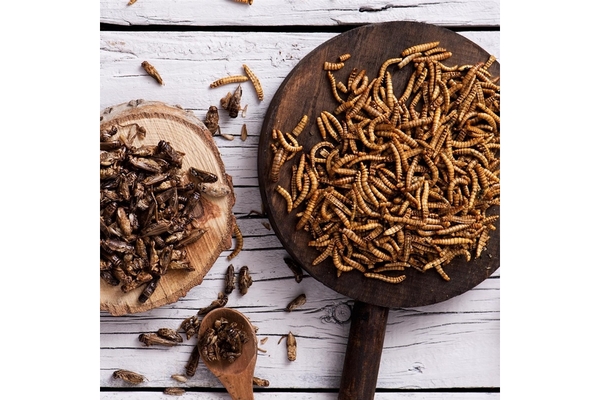 Image Edible insects.