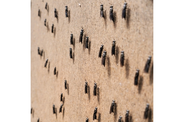 Image black soldier flies