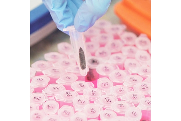 Scientist checking black solider fly sample.