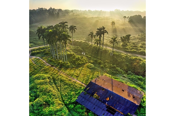 open field with sun light shining from the horizon with some palm trees on the land