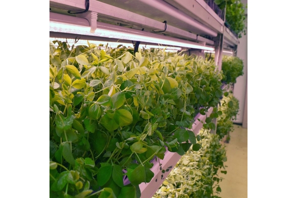 Pea shoots.