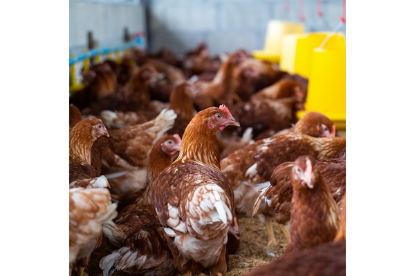 Image Chickens in farm.
