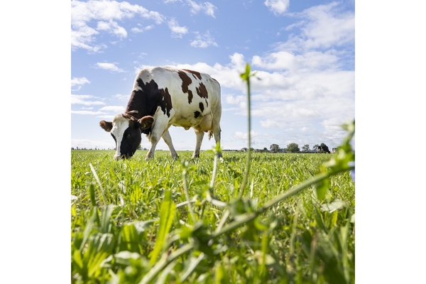 Image A dairy cow grazing in the field.