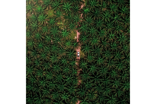 Image Car driving through palm tree forest.