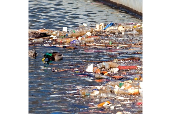 Image Two ducks in a river surrounded by litter.
