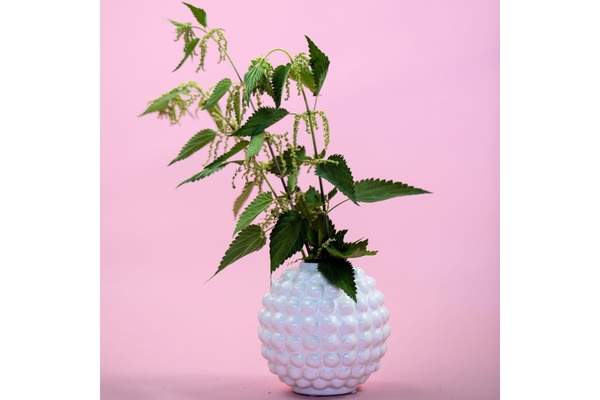 Image Nettle branches in a spherical pot.