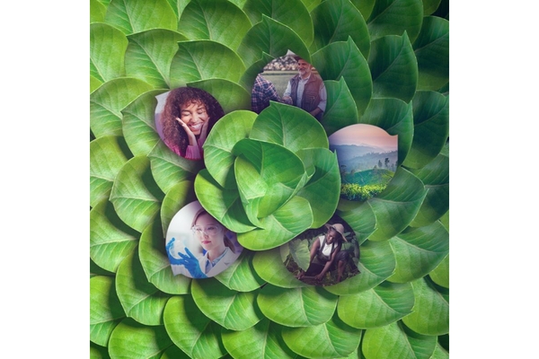 Leaves arranged in circles like flower petals.