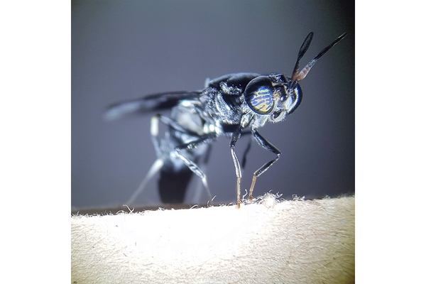 Image A black soldier fly is in the picture.