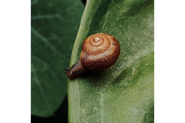 A snail on a leaf.