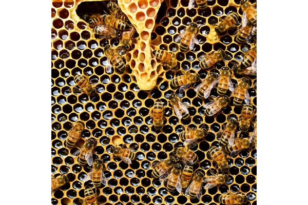 Image Bees in beehive.
