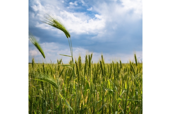 Image A field of wheat.