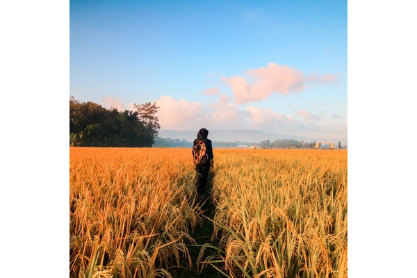 Image Woman walks through wheat field.