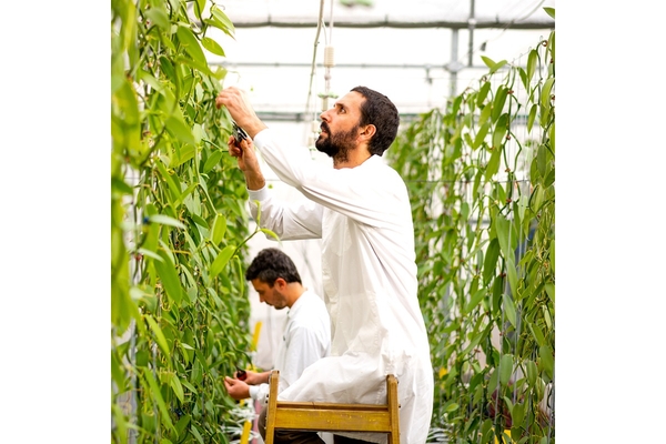 A scientist in a white lab coat working in a greenhouse of vanilla plants.