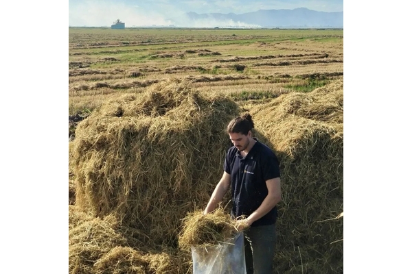 Image aimplas employee analysing agricultural hay