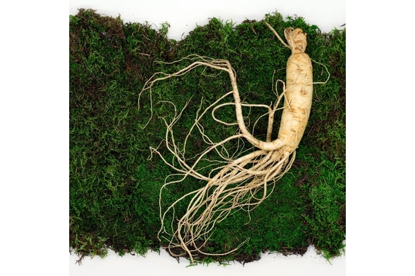 Image Ginseng on moss.