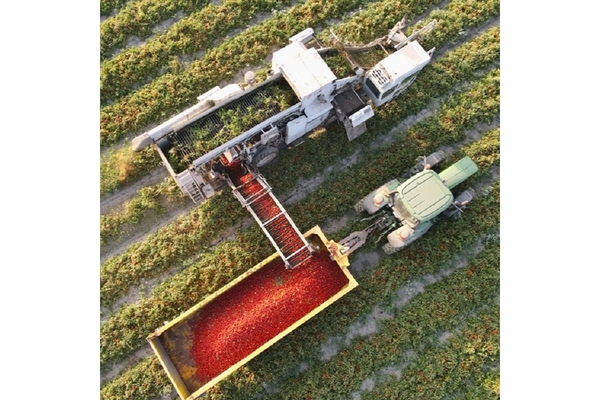 Image A vehicle is working on a tomato field.