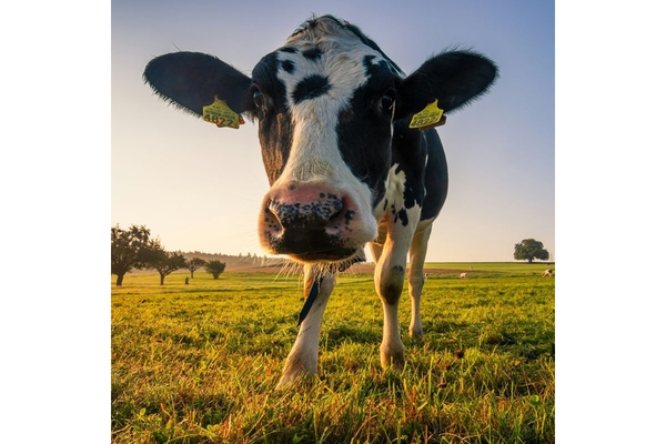 Image Dairy cow FrieslandCampina farm