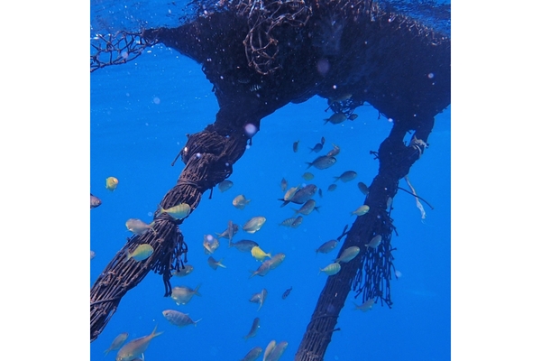 Fish Aggregating Devices (FADs)