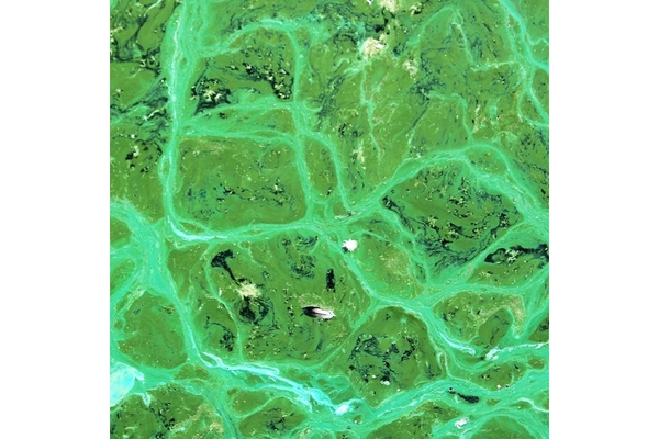 Image Bright green cyanobacteria in the sea.