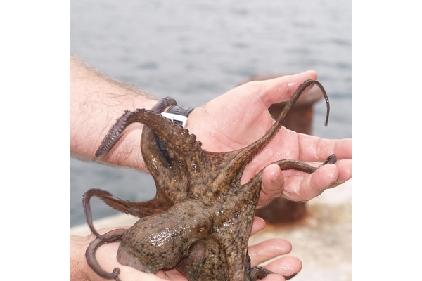 Image Hand holding a live octopus.