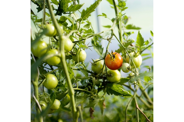 Tomatoes in field.