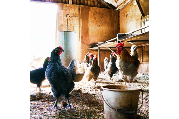 Image Chickens on farm.