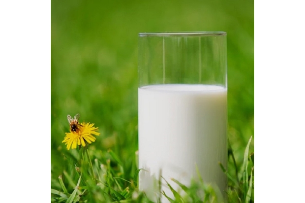 Image A glass of milk is placed in the grass.
