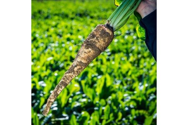 Image A chicory root being pulled out of the ground.