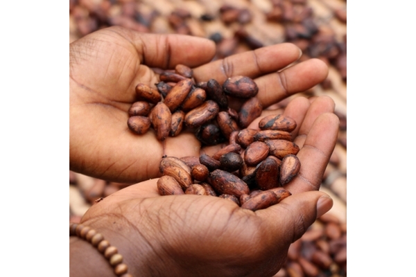 Image Hands holding cocoa beans.