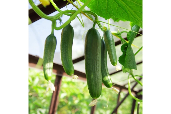 Image cucumber