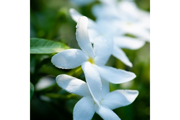 Image close up of jasmine flowers