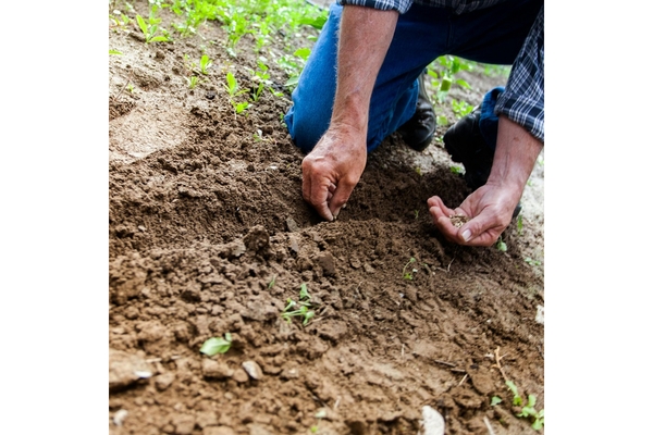 Image Planting seeds.