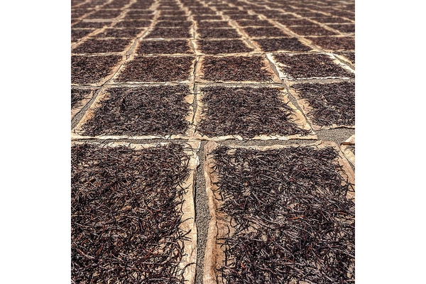 Image Vanilla drying in a field.