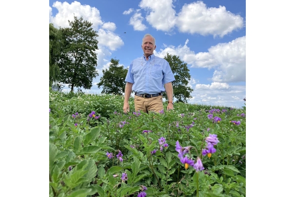 Man standing in a field of blooming potato plants.