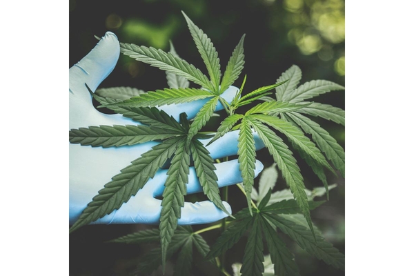 Image Hemp leaves in hands.