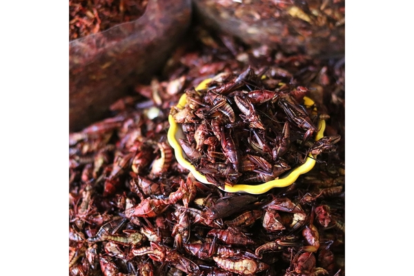 Image insects.