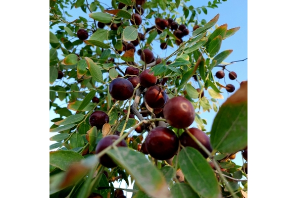 Image Jujube on the tree