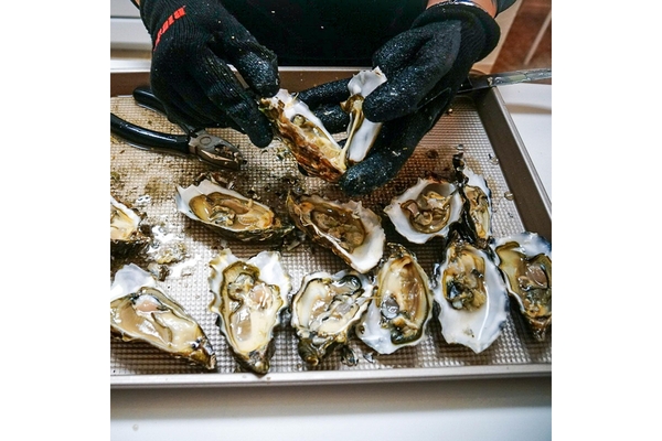oysters.
