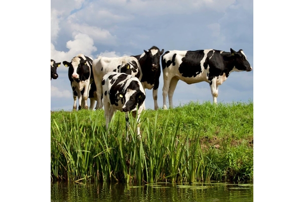 Cows in a field