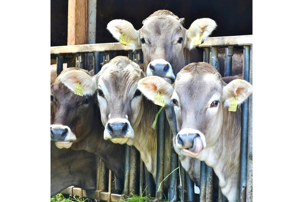 four cows behind a black metal rail.