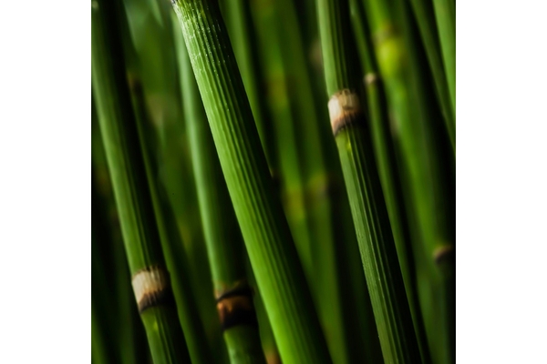 Image A close up of bamboo stems.